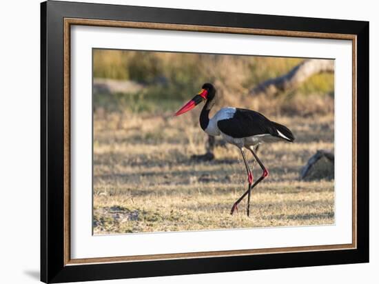 Saddle-billed stork (Ephippiorhynchus senegalensis), Moremi Game Reserve, Okavango Delta, Botswana,-Sergio Pitamitz-Framed Photographic Print