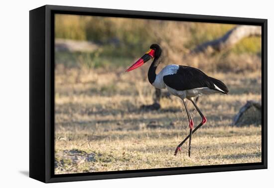 Saddle-billed stork (Ephippiorhynchus senegalensis), Moremi Game Reserve, Okavango Delta, Botswana,-Sergio Pitamitz-Framed Premier Image Canvas