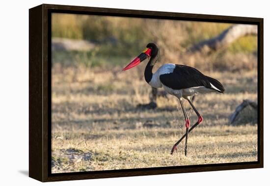 Saddle-billed stork (Ephippiorhynchus senegalensis), Moremi Game Reserve, Okavango Delta, Botswana,-Sergio Pitamitz-Framed Premier Image Canvas