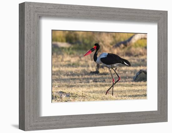 Saddle-billed stork (Ephippiorhynchus senegalensis), Moremi Game Reserve, Okavango Delta, Botswana,-Sergio Pitamitz-Framed Photographic Print