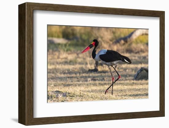 Saddle-billed stork (Ephippiorhynchus senegalensis), Moremi Game Reserve, Okavango Delta, Botswana,-Sergio Pitamitz-Framed Photographic Print