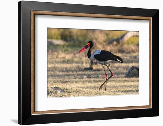 Saddle-billed stork (Ephippiorhynchus senegalensis), Moremi Game Reserve, Okavango Delta, Botswana,-Sergio Pitamitz-Framed Photographic Print