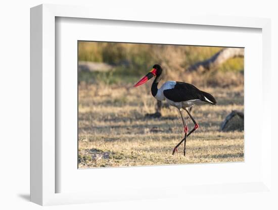 Saddle-billed stork (Ephippiorhynchus senegalensis), Moremi Game Reserve, Okavango Delta, Botswana,-Sergio Pitamitz-Framed Photographic Print