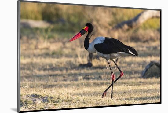 Saddle-billed stork (Ephippiorhynchus senegalensis), Moremi Game Reserve, Okavango Delta, Botswana,-Sergio Pitamitz-Mounted Photographic Print