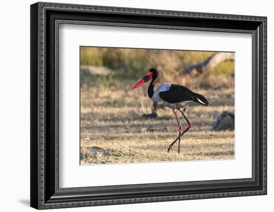 Saddle-billed stork (Ephippiorhynchus senegalensis), Moremi Game Reserve, Okavango Delta, Botswana,-Sergio Pitamitz-Framed Photographic Print