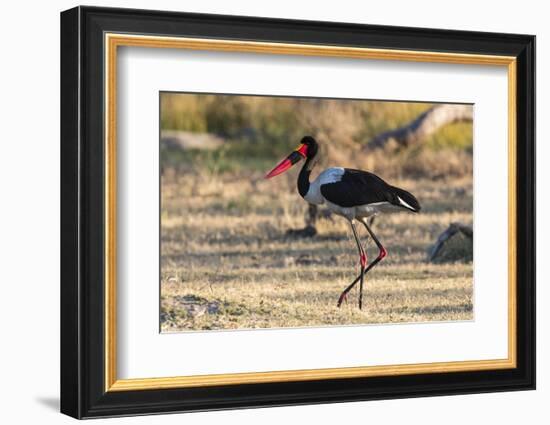 Saddle-billed stork (Ephippiorhynchus senegalensis), Moremi Game Reserve, Okavango Delta, Botswana,-Sergio Pitamitz-Framed Photographic Print