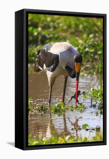 Saddle-billed stork (Ephippiorhynchus senegalensis), Ngorongoro Crater, Tanzania, East Africa, Afri-Ashley Morgan-Framed Premier Image Canvas