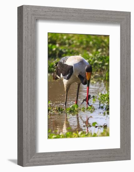 Saddle-billed stork (Ephippiorhynchus senegalensis), Ngorongoro Crater, Tanzania, East Africa, Afri-Ashley Morgan-Framed Photographic Print