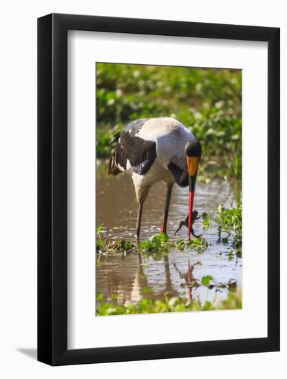 Saddle-billed stork (Ephippiorhynchus senegalensis), Ngorongoro Crater, Tanzania, East Africa, Afri-Ashley Morgan-Framed Photographic Print