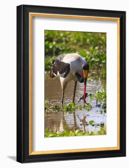 Saddle-billed stork (Ephippiorhynchus senegalensis), Ngorongoro Crater, Tanzania, East Africa, Afri-Ashley Morgan-Framed Photographic Print