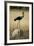 Saddle-Billed Stork , Moremi Game Reserve, Botswana-Paul Souders-Framed Photographic Print