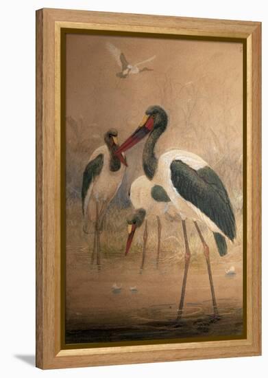 Saddle-Billed Stork (Xenorhynchus Senegalensis), 1856-67-Joseph Wolf-Framed Premier Image Canvas