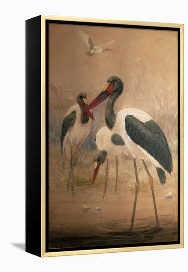 Saddle-Billed Stork (Xenorhynchus Senegalensis), 1856-67-Joseph Wolf-Framed Premier Image Canvas
