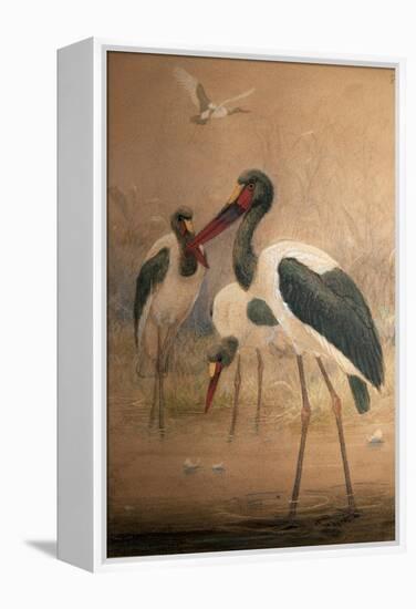 Saddle-Billed Stork (Xenorhynchus Senegalensis), 1856-67-Joseph Wolf-Framed Premier Image Canvas