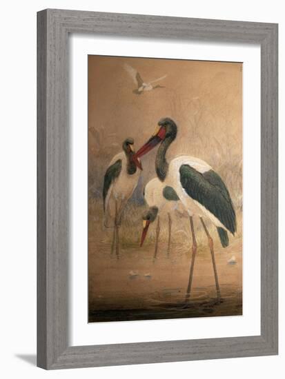 Saddle-Billed Stork (Xenorhynchus Senegalensis), 1856-67-Joseph Wolf-Framed Giclee Print