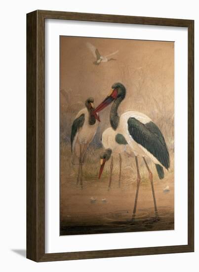 Saddle-Billed Stork (Xenorhynchus Senegalensis), 1856-67-Joseph Wolf-Framed Giclee Print