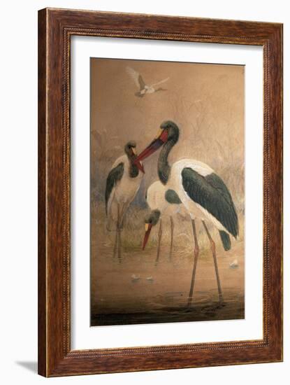 Saddle-Billed Stork (Xenorhynchus Senegalensis), 1856-67-Joseph Wolf-Framed Giclee Print