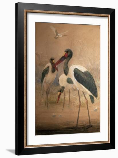 Saddle-Billed Stork (Xenorhynchus Senegalensis), 1856-67-Joseph Wolf-Framed Giclee Print