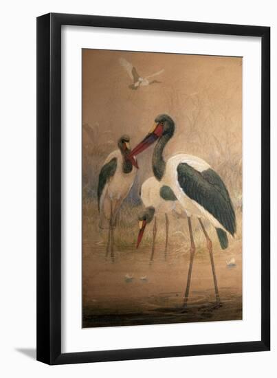 Saddle-Billed Stork (Xenorhynchus Senegalensis), 1856-67-Joseph Wolf-Framed Giclee Print