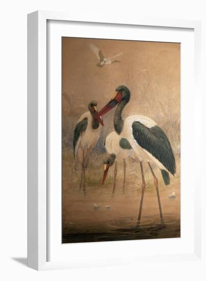 Saddle-Billed Stork (Xenorhynchus Senegalensis), 1856-67-Joseph Wolf-Framed Giclee Print