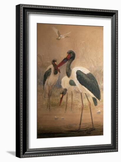 Saddle-Billed Stork (Xenorhynchus Senegalensis), 1856-67-Joseph Wolf-Framed Giclee Print