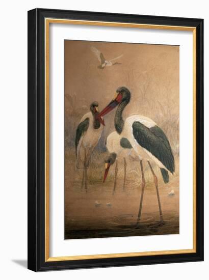 Saddle-Billed Stork (Xenorhynchus Senegalensis), 1856-67-Joseph Wolf-Framed Giclee Print