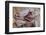 Saddle resting on the railing, Tucson, Arizona, USA.-Julien McRoberts-Framed Photographic Print