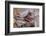 Saddle resting on the railing, Tucson, Arizona, USA.-Julien McRoberts-Framed Photographic Print