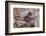 Saddle resting on the railing, Tucson, Arizona, USA.-Julien McRoberts-Framed Photographic Print