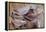 Saddle resting on the railing, Tucson, Arizona, USA.-Julien McRoberts-Framed Premier Image Canvas