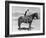 SADDLE UP-Everett Collection-Framed Photographic Print