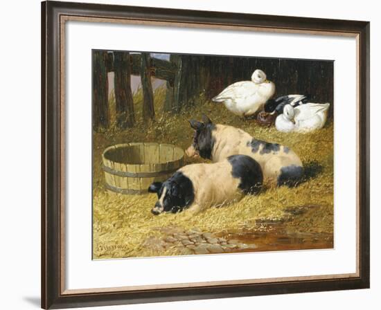 Saddleback Pigs and Ducks in a Farmyard-John Frederick Herring II-Framed Giclee Print