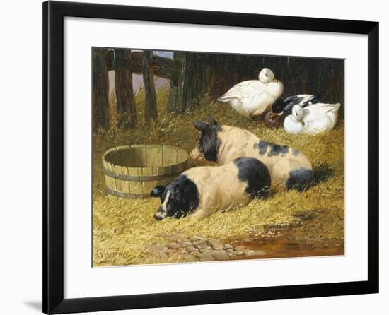Saddleback Pigs and Ducks in a Farmyard-John Frederick Herring II-Framed Giclee Print