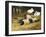 Saddleback Pigs and Ducks in a Farmyard-John Frederick Herring II-Framed Giclee Print