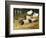 Saddleback Pigs and Ducks in a Farmyard-John Frederick Herring II-Framed Giclee Print