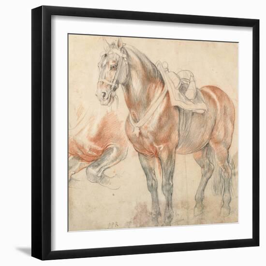 Saddled Horse, C. 1616-1618-Peter Paul Rubens-Framed Giclee Print