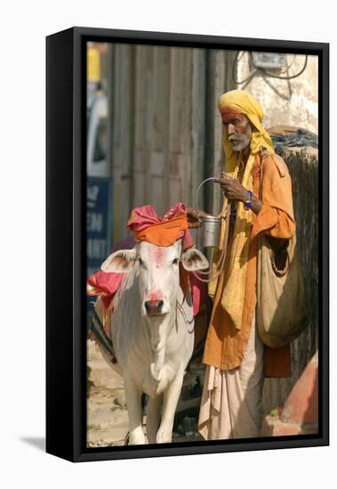 Sadhu, Holy Man, with Cow During Pushkar Camel Festival, Rajasthan, Pushkar, India-David Noyes-Framed Premier Image Canvas