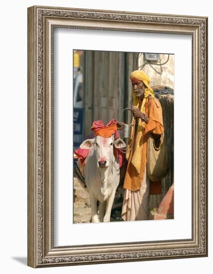 Sadhu, Holy Man, with Cow During Pushkar Camel Festival, Rajasthan, Pushkar, India-David Noyes-Framed Photographic Print