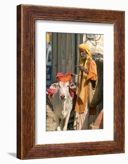 Sadhu, Holy Man, with Cow During Pushkar Camel Festival, Rajasthan, Pushkar, India-David Noyes-Framed Photographic Print