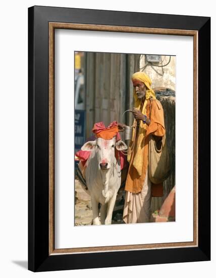 Sadhu, Holy Man, with Cow During Pushkar Camel Festival, Rajasthan, Pushkar, India-David Noyes-Framed Photographic Print