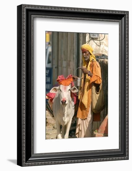 Sadhu, Holy Man, with Cow During Pushkar Camel Festival, Rajasthan, Pushkar, India-David Noyes-Framed Photographic Print