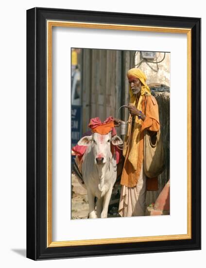 Sadhu, Holy Man, with Cow During Pushkar Camel Festival, Rajasthan, Pushkar, India-David Noyes-Framed Photographic Print