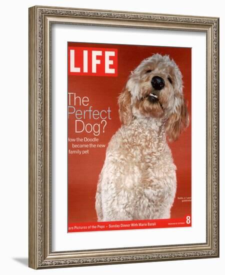 Sadie, 1 Year Old Goldendoodle, October 8, 2004-Jeff Minton-Framed Photographic Print