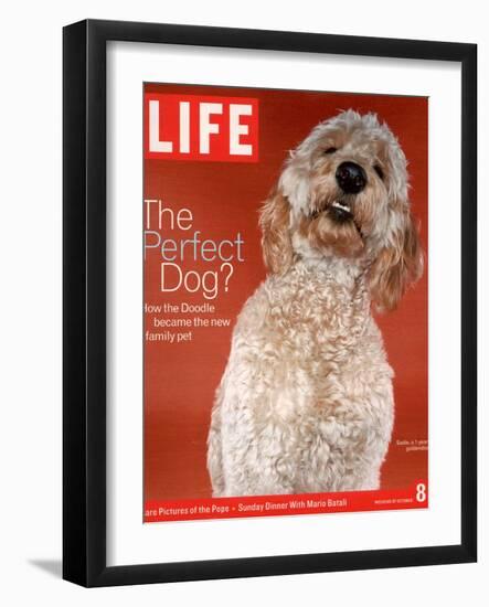 Sadie, 1 Year Old Goldendoodle, October 8, 2004-Jeff Minton-Framed Photographic Print