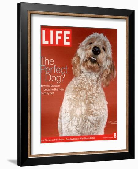 Sadie, 1 Year Old Goldendoodle, October 8, 2004-Jeff Minton-Framed Photographic Print