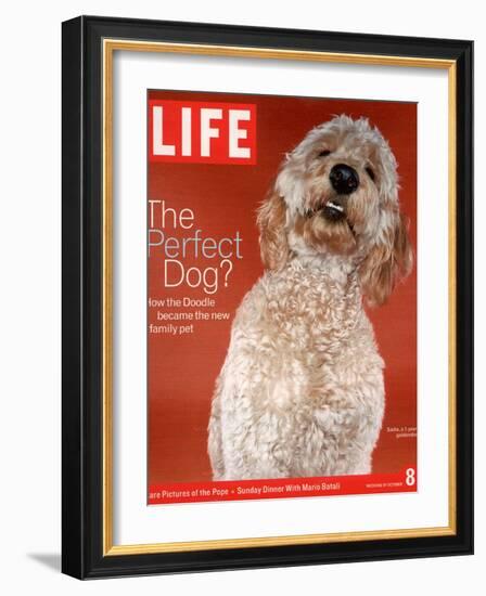 Sadie, 1 Year Old Goldendoodle, October 8, 2004-Jeff Minton-Framed Photographic Print