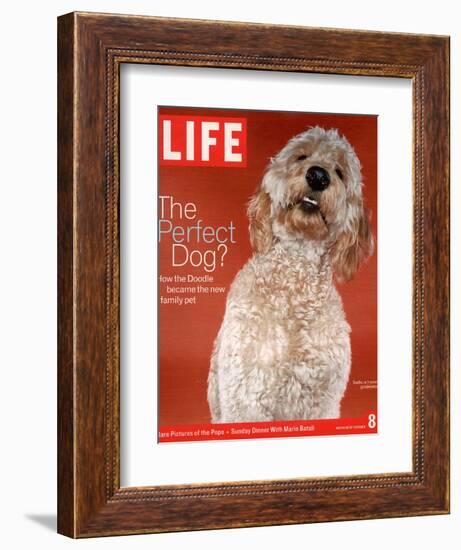 Sadie, 1 Year Old Goldendoodle, October 8, 2004-Jeff Minton-Framed Photographic Print