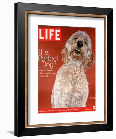 Sadie, 1 Year Old Goldendoodle, October 8, 2004-Jeff Minton-Framed Photographic Print