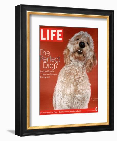 Sadie, 1 Year Old Goldendoodle, October 8, 2004-Jeff Minton-Framed Photographic Print