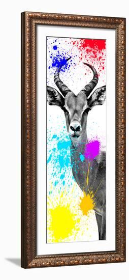 Safari Colors Pop Collection - Antelope Impala II-Philippe Hugonnard-Framed Giclee Print